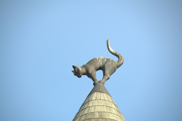 Gato sobre el tejado