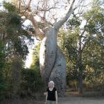 Baobab Amoreux