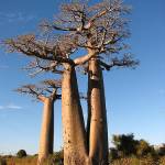 Avenue du Baobab