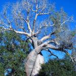 Baobab Amoreux