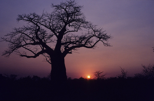 Baobab sunset, Botswana