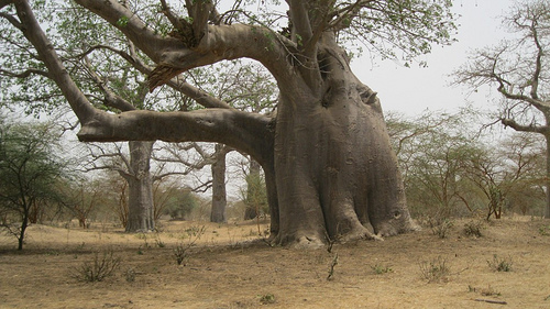 Baobab éléphant