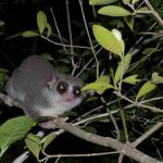 Lemur, Kirindy - Madagascar