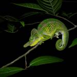 Male Labord's Chameleon, Kirindy Forest