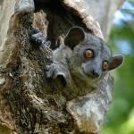 Lemur, Kirindy Forest