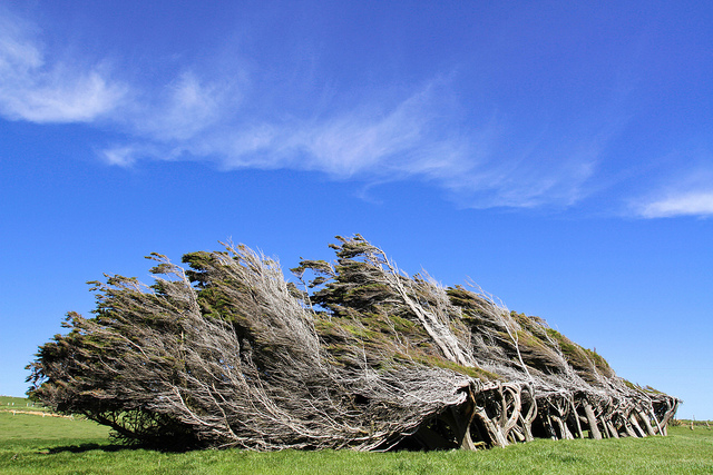 Los retorcidos árboles de Punta Slope