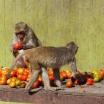 Macacos disfrutando de la comida