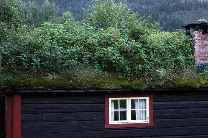 Grass Roofs of Norway