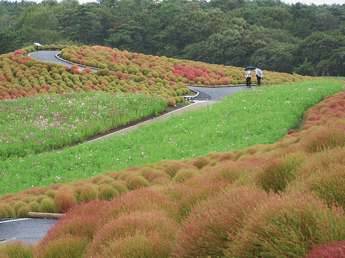 Paraíso floral en el Parque Costero Hitachi