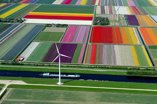 Fotos aéreas de los campos del tulipán de los Países Bajos