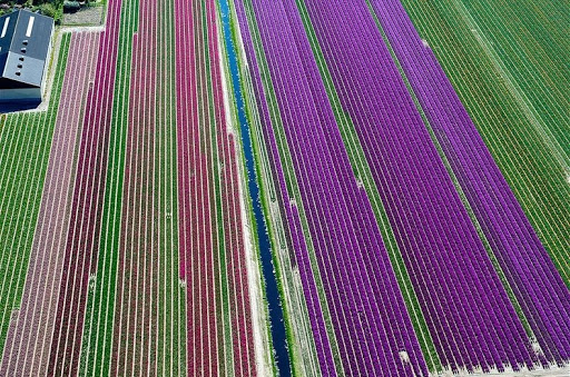 Fotos aéreas de los campos del tulipán de los Países Bajos