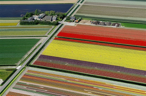 Aerial Photos of Tulip Fields in the Netherlands