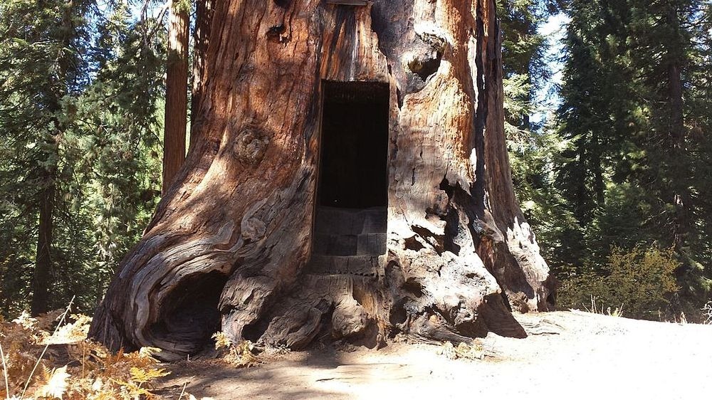 Los árboles túnel de California