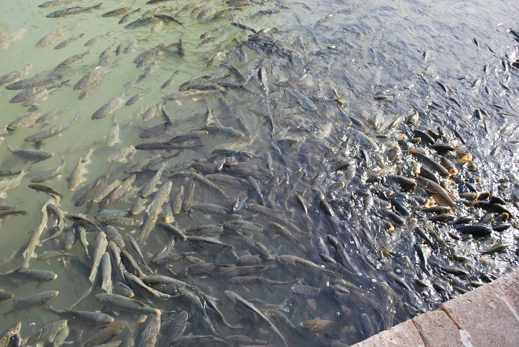Balikli Gol, estanque sagrado con miles de carpas
