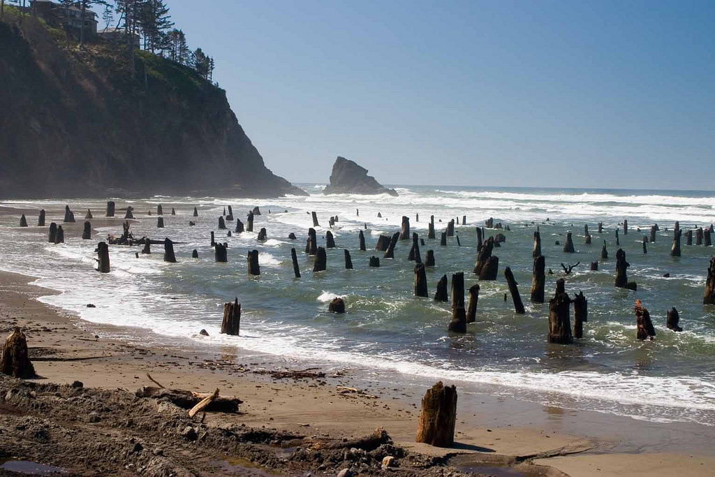 Ghost Forest, Neskowin, OR