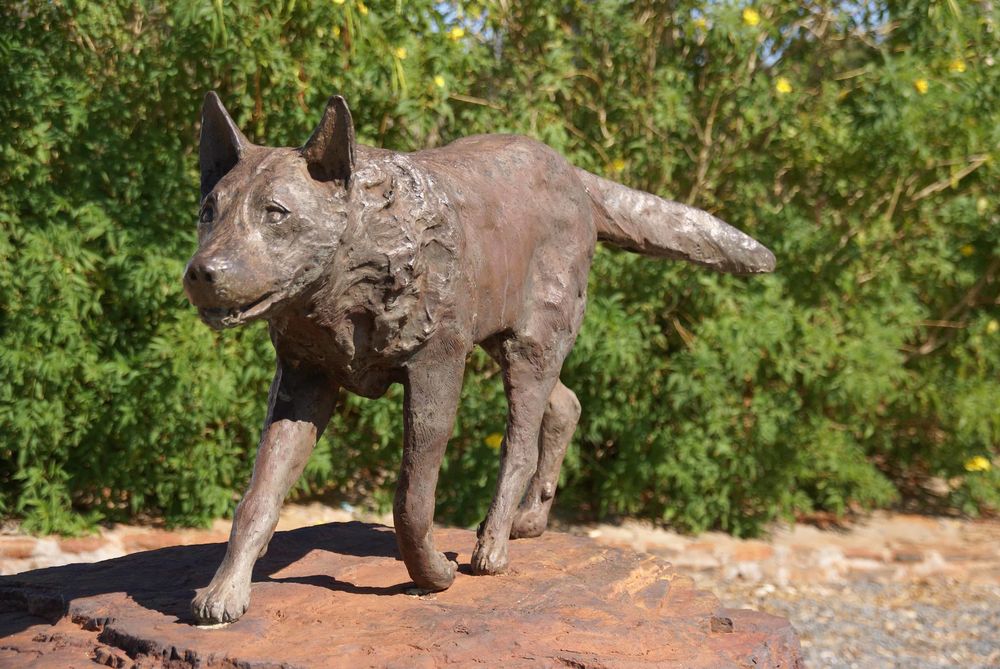 El perro rojo de Pilbara en Australia