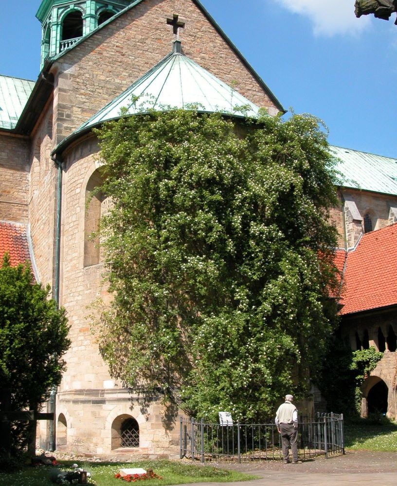 El Milenario Rosal de la Catedral de Hildesheim, Alemania 1